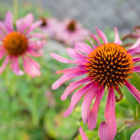 Echinacea purpurea 'Pica Bella'
