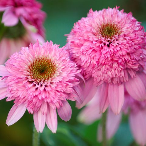 Echinacea Purpurea Pink Double Delight Perennial Hero