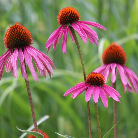 Echinacea Purpurea Powwow Wild Berry Perennial Hero