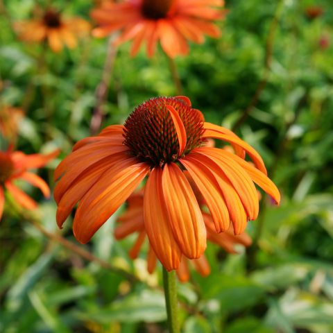 Echinacea Purpurea Tiki Torch Perennial Hero