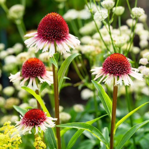 Echinacea Strawberry And Cream Perennial Hero