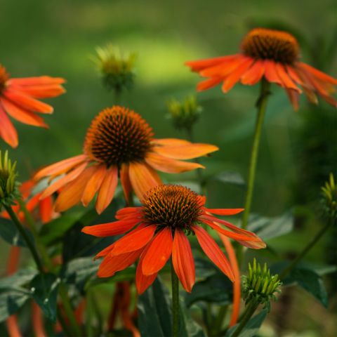 Echinacea Sundown Perennial Hero
