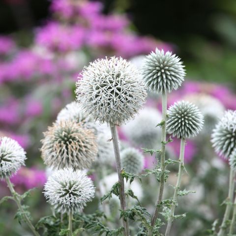 Echinops Bannaticus Star Frost Perennial Hero
