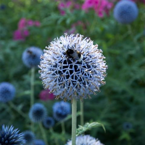 Echinops Bannaticus Taplow Blue Perennial Hero