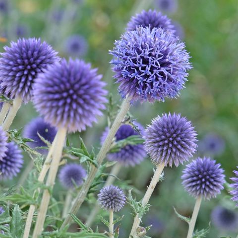 Echinops Ritro Veitch'S Blue Hero