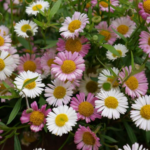 Erigeron Karvinskianus Perennial Hero