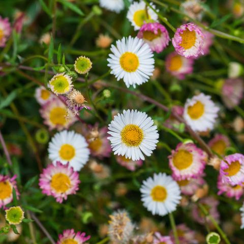 Erigeron Stallone Perennial Hero