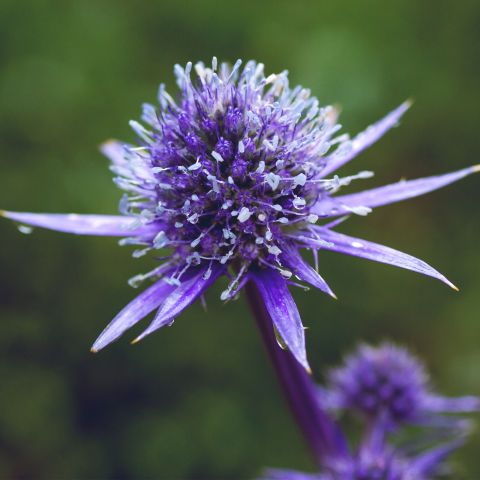 Eryngium Bourgatii Perennial Hero