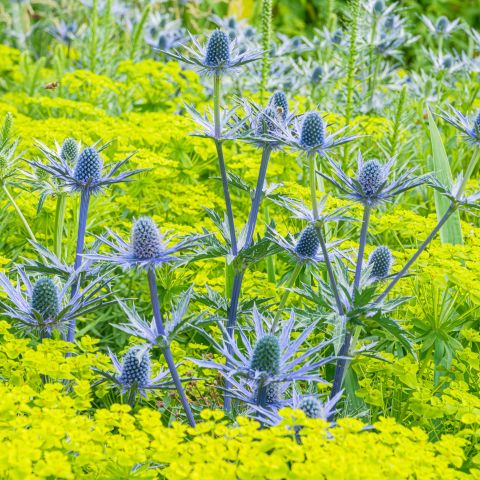 Eryngium Planum Blaukappe Perennial Hero