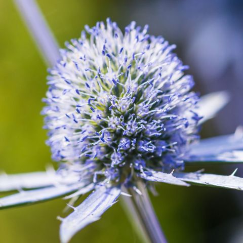 Eryngium Planum Blue Hobbit Perennial Close