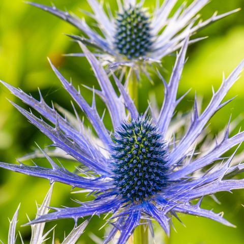 Eryngium zabelii 'Big Blue' - 9cm Pot close