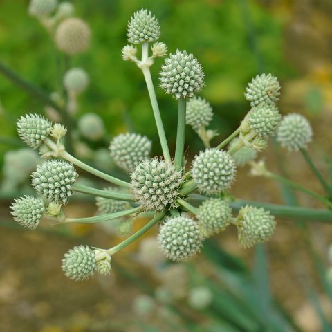 Eryngium Yuccifolium Perennial Hero