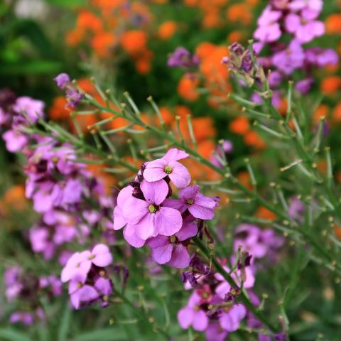 Erysimum Bowles Mauve Shrub Hero Close