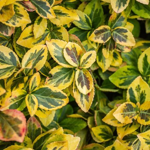 Euonymus Fortunei Emerald Gold Mini Topiary 60Cm 3L Group Hero