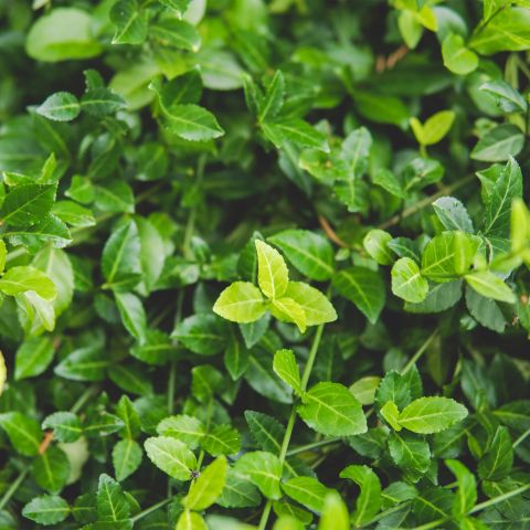 Euonymus Fortunei Dart'S Blanket Shrub Hero