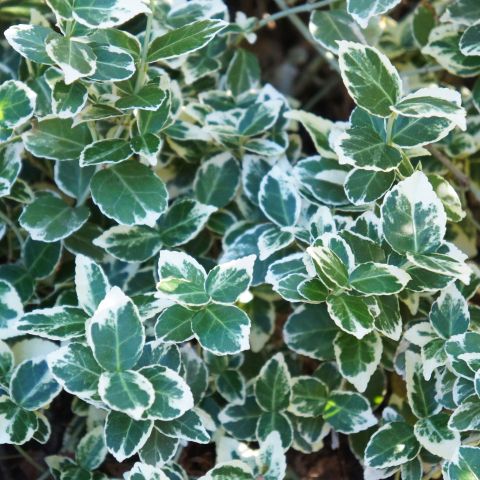 Euonymus Fortunei Emerald Gaiety Shrub Hero