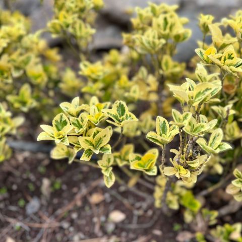Euonymus Japonicus Annies Spring Shrub Hero