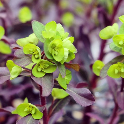 Euphorbia Miners Merlot Perennial Close