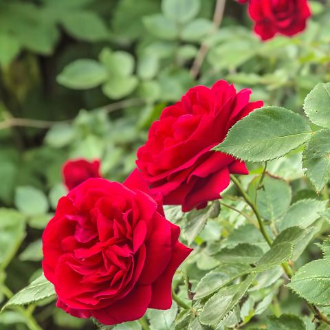 Rosa 'Flower Carpet Ruby'