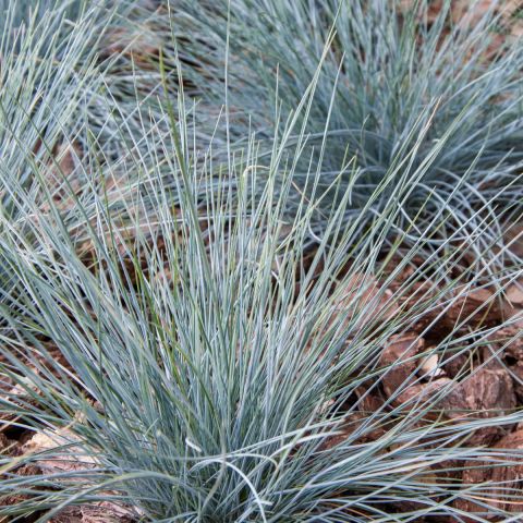 Festuca-cinerea-'Easy-Blue'-grass-hero