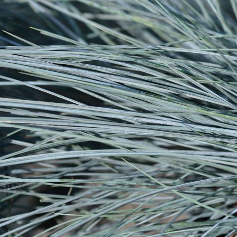 Festuca Glauca Intense Blue Perennial Close