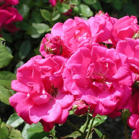 Flower Carpet Rose Pink Bare Root Pack Of 3 Hero