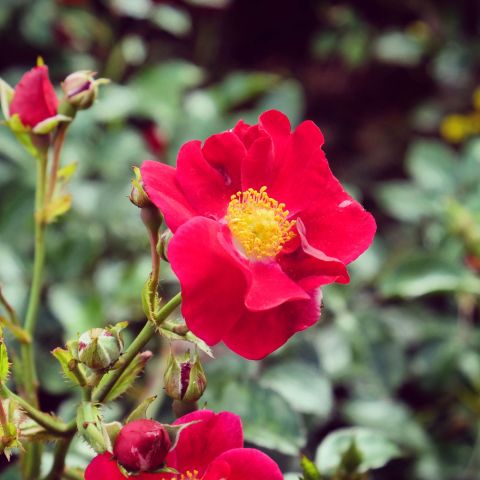 Flower Carpet Rose Sunset Hero Single