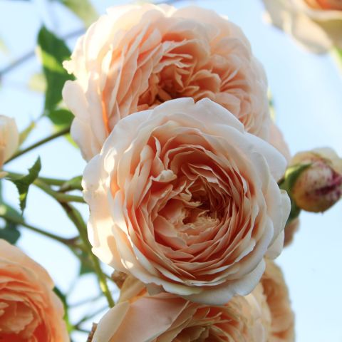 Rosa 'The Wren' - 3L Pot