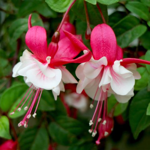 Fuchsia Madame Cornelissen Shrub Hero