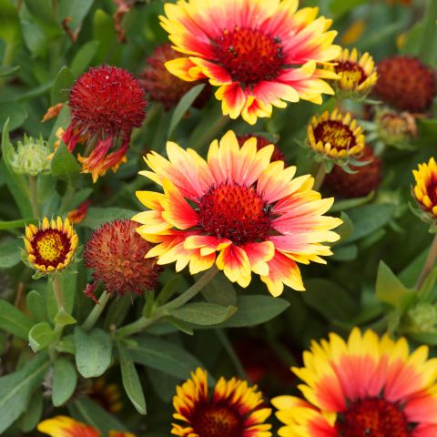 Gaillardia Bremen Perennial Hero