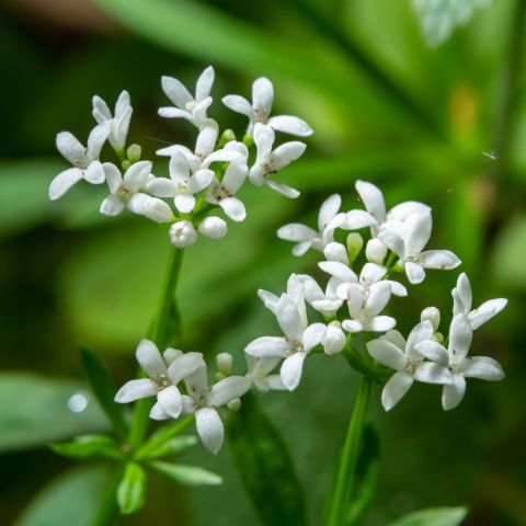 Galium odoratum - 2L Pot