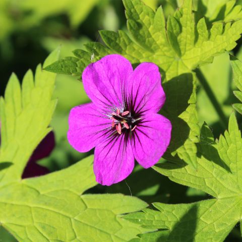 Geranium Ann Folkard Perennial Hero