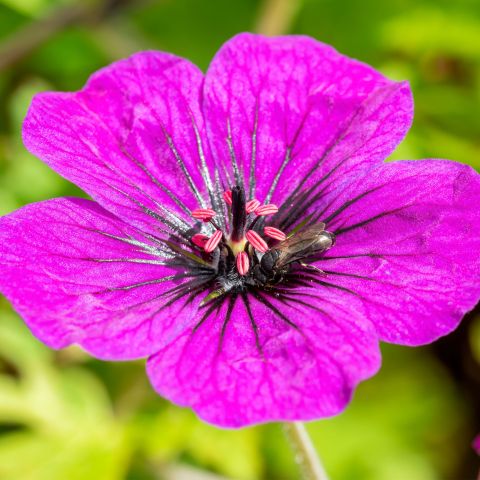 Geranium Anne Thomson Perennial Hero