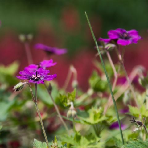 Geranium Blue Blood Perennial Hero