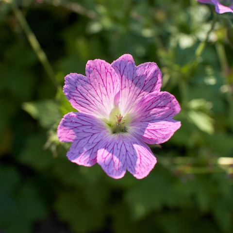 Geranium Blushing Turtle Perennial Hero