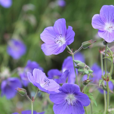 Geranium 'Brookside' - 9cm Pot perennial lifestyle