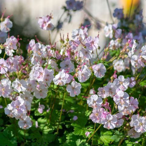 Geranium Cantabrigiense St Ola Perennial Hero