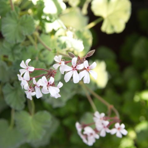Geranium Coombland White Perennial Hero