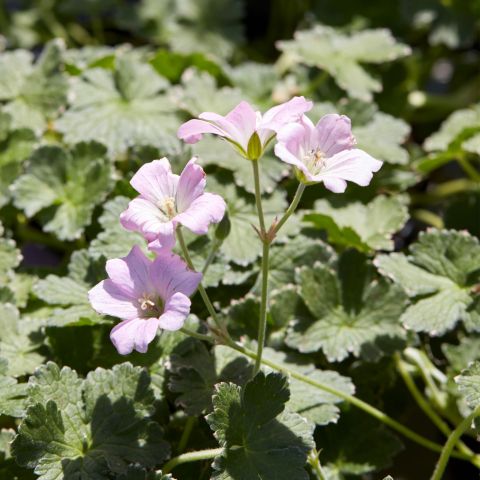 Geranium Dreamland Perennial Hero
