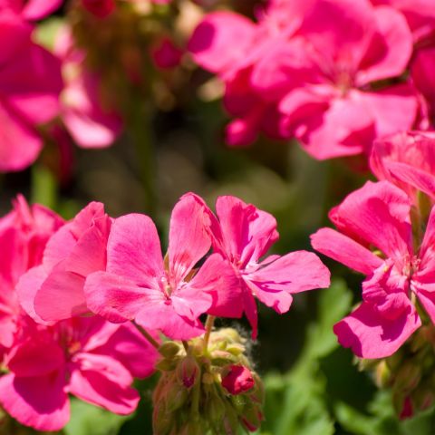 Geranium Intense - 3L Pot hero