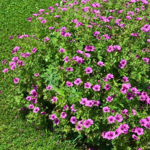 Geranium Ivan Perennial Hero