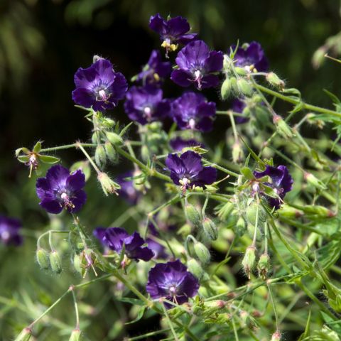Geranium Phaeum Lily Lovell Perennial Hero