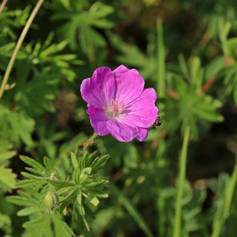 Geranium Sanguineum Perennial Hero