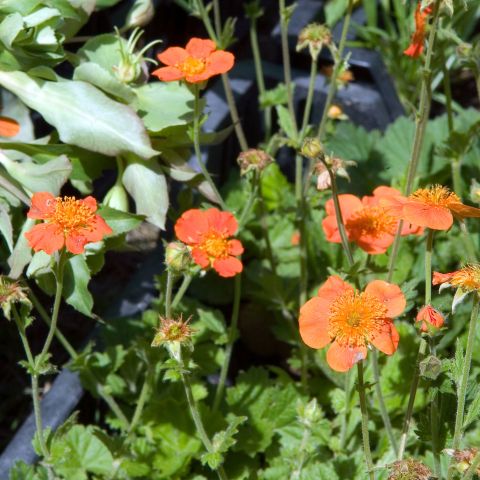 Geum Borisii Perennial Hero