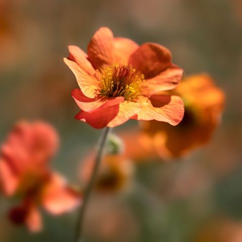 Geum 'Jam Roly Poly'