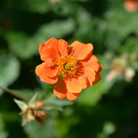 Geum Prinses Juliana Perennial Hero