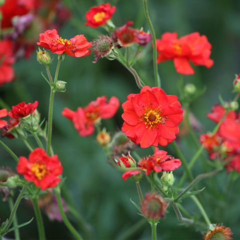 Geum Scarlet Tempest Perennial Hero