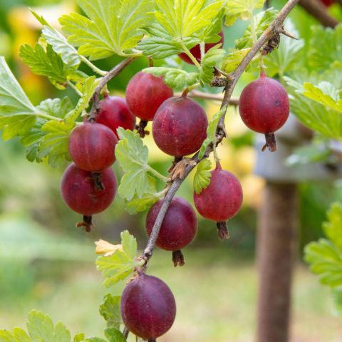 Gooseberry 'Hinnonmaki Red' - 3L Pot