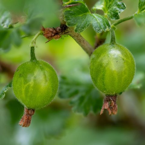 Gooseberry 'Invicta' - 3L Pot