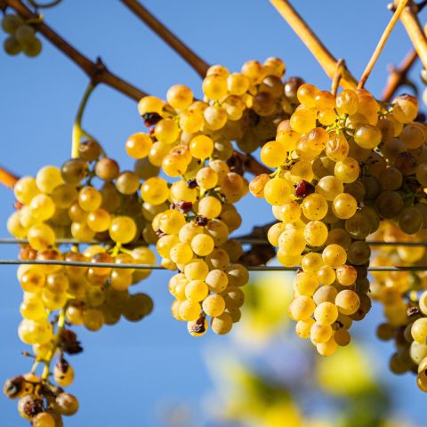 Vitis 'Supernova' Grape vine Hero